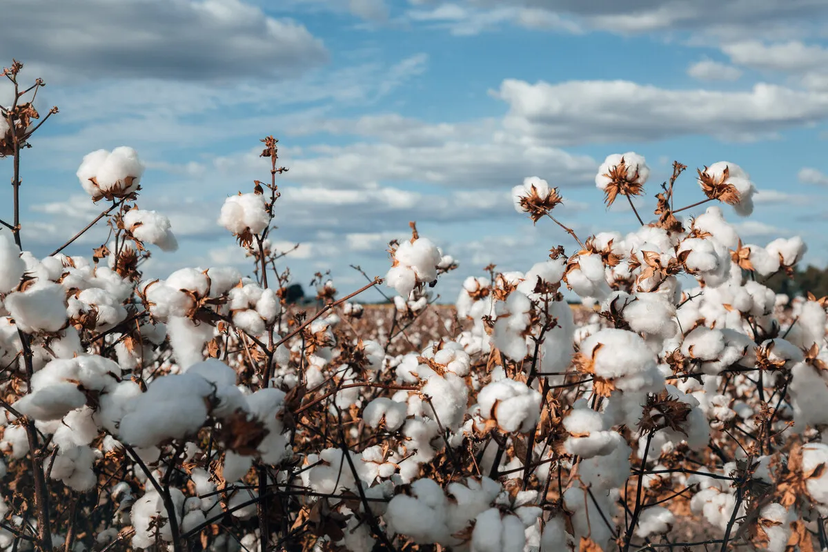 /images/default-source/live-library/aa3e7_olam-agri.webp?Status=Master&sfvrsn=42fca184_0